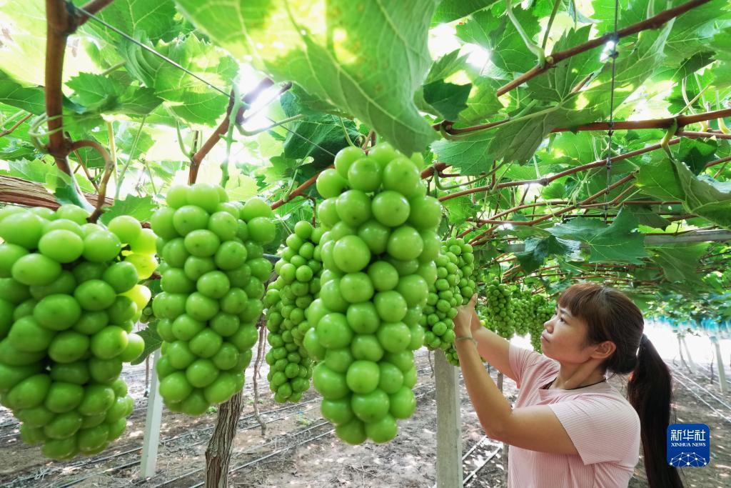 电子mg视频